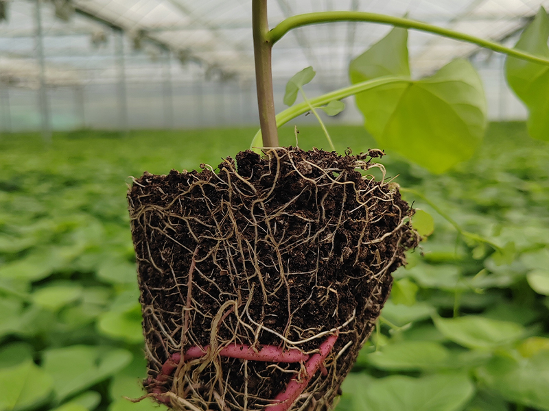 高原小蜜薯苗培育